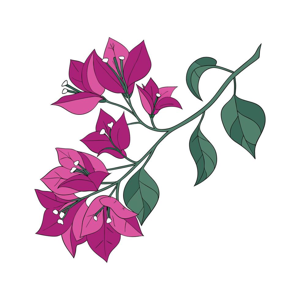 Unique Bougainvillea Flower Presentation vector