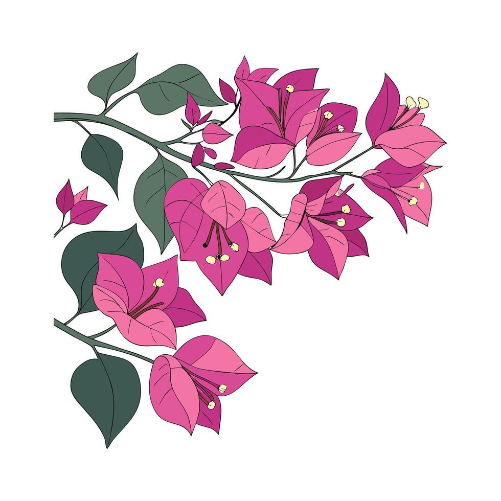 Elegant Bougainvillea on White Design vector
