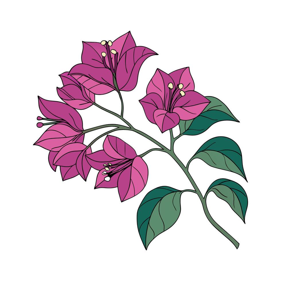 Charming Bougainvillea on Clean White vector
