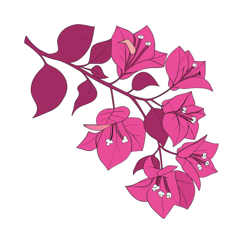 Stylish Bougainvillea on Clean White vector