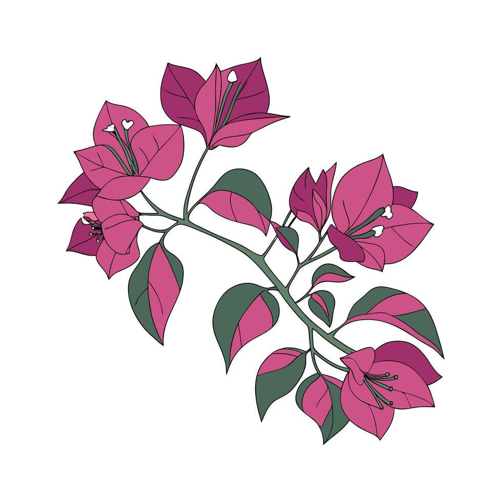 Stylish Bougainvillea on White vector