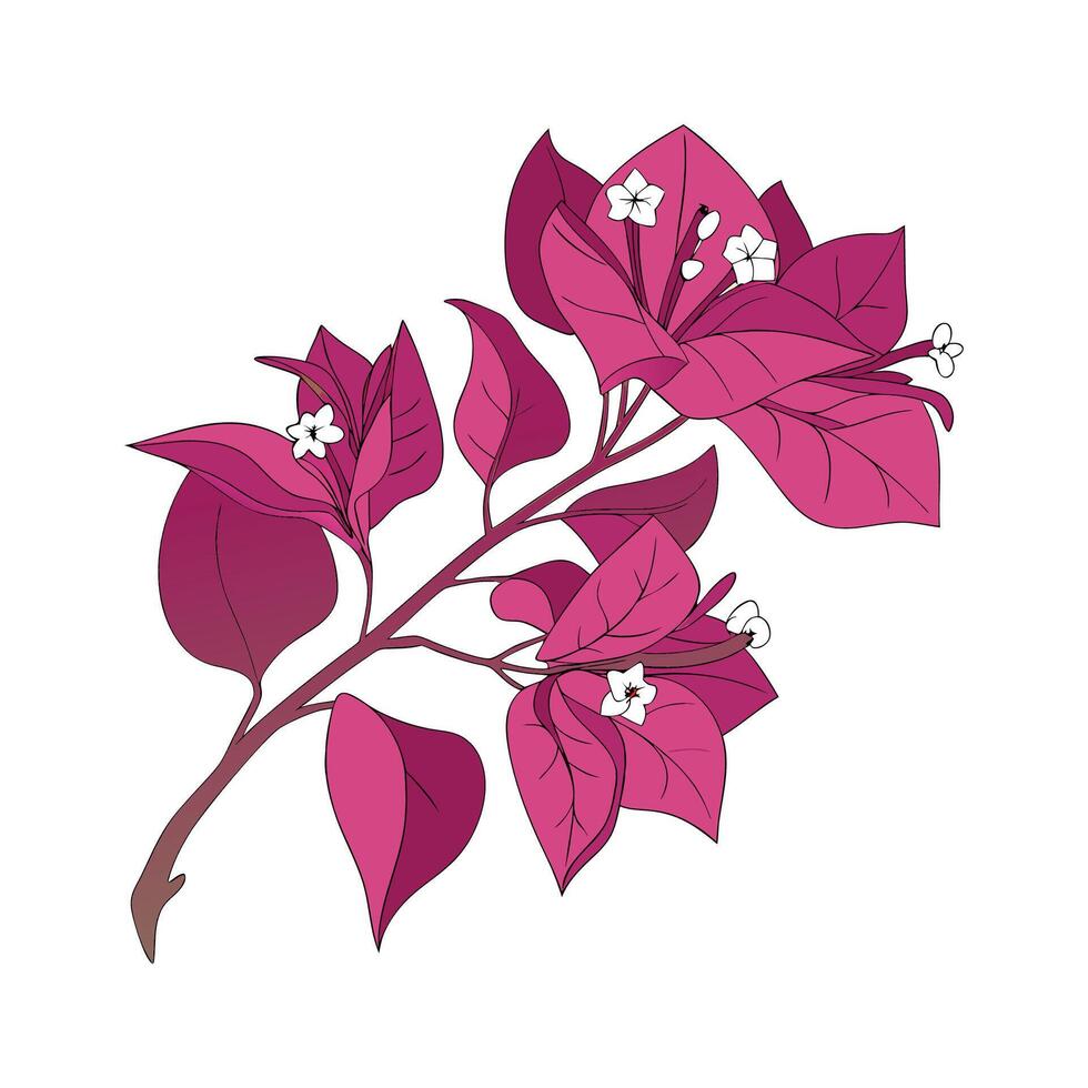 Unique Bougainvillea on White. vector