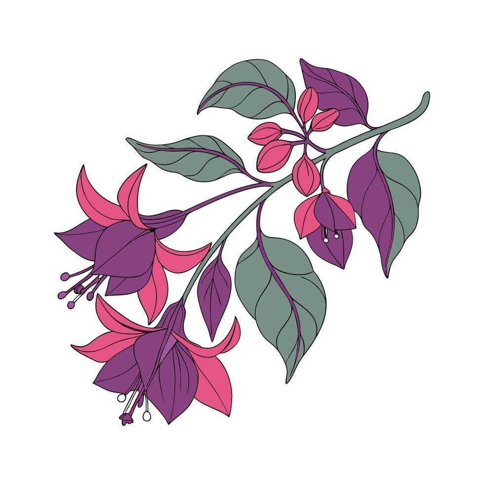 Elegant Bougainvillea on White. vector