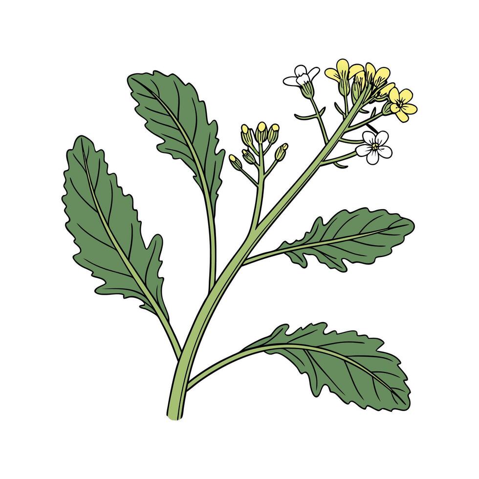 Charming Brassica on Clean White vector