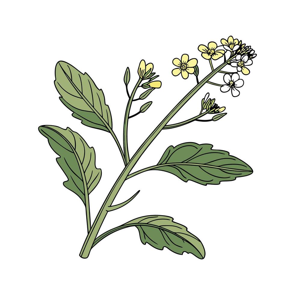 Brassica Flower Bright Design vector