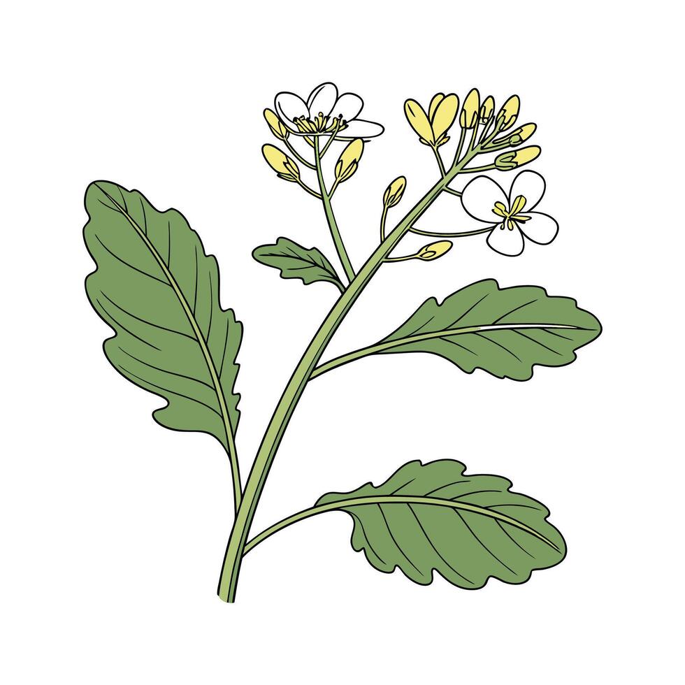 Brassica Flower Unique Design vector