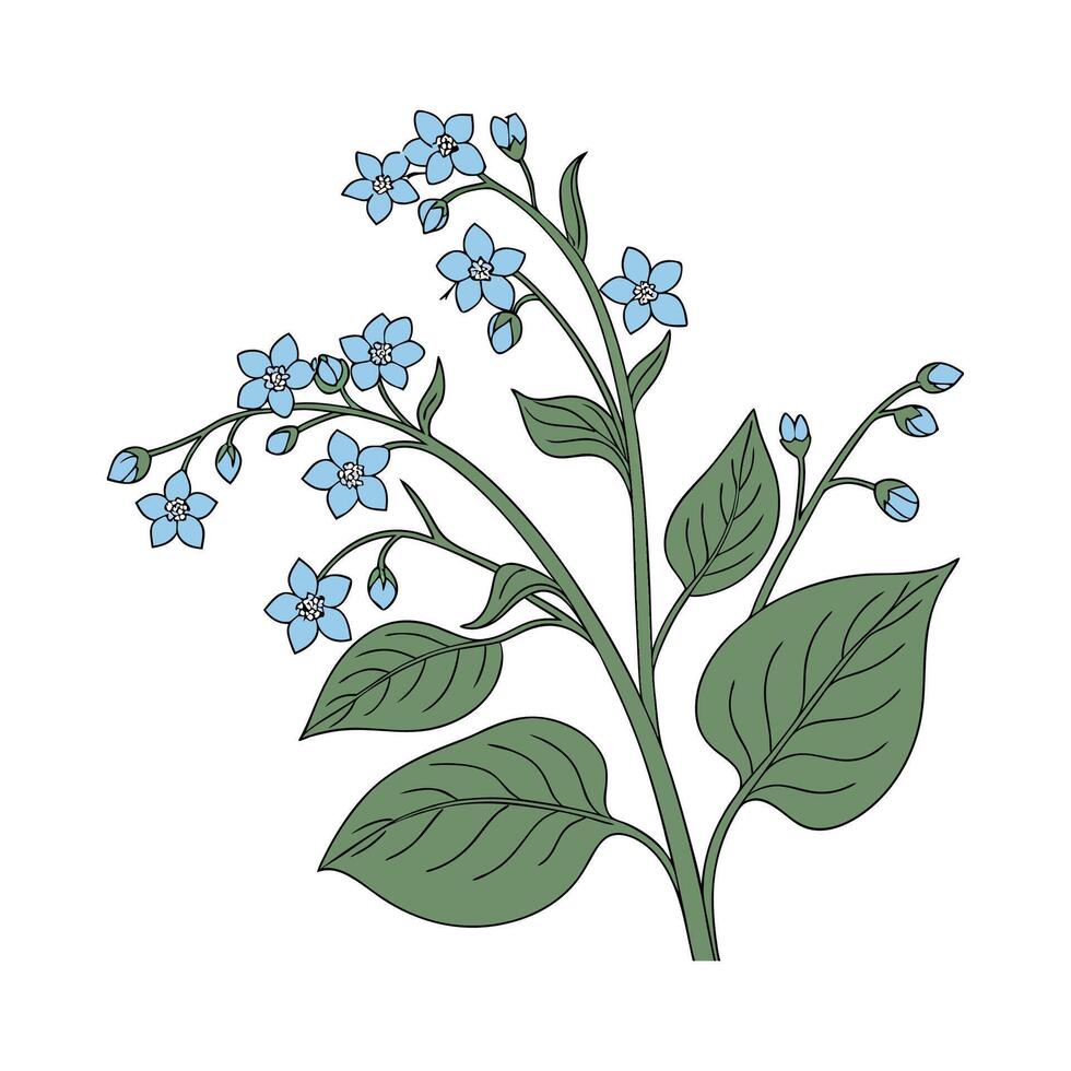 Brunnera Flower Bright Design vector