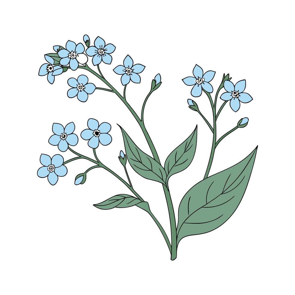 Charming Brunnera on Clean White vector
