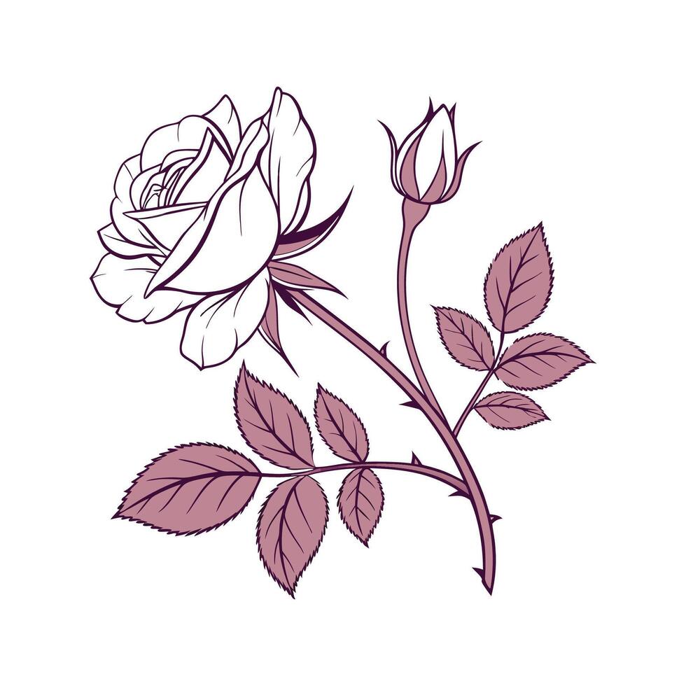 Elegant Cabbage Rose Flower Design vector