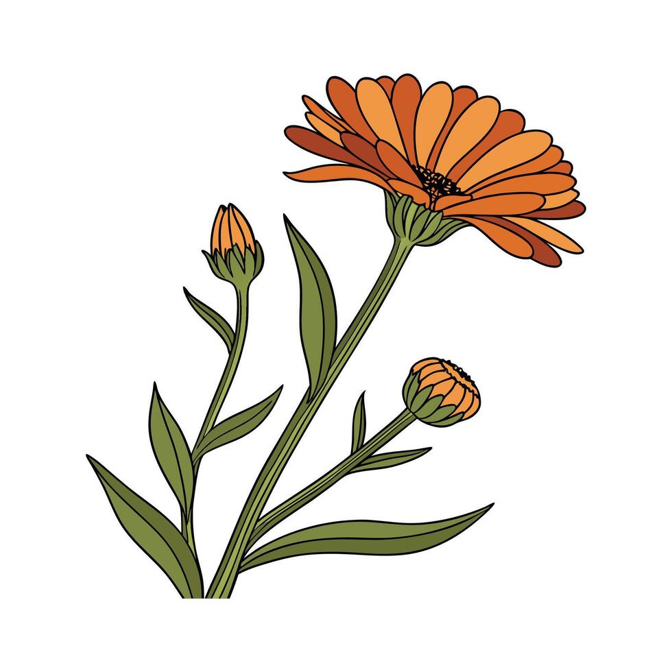 Stylish Calendula Flower Illustration vector