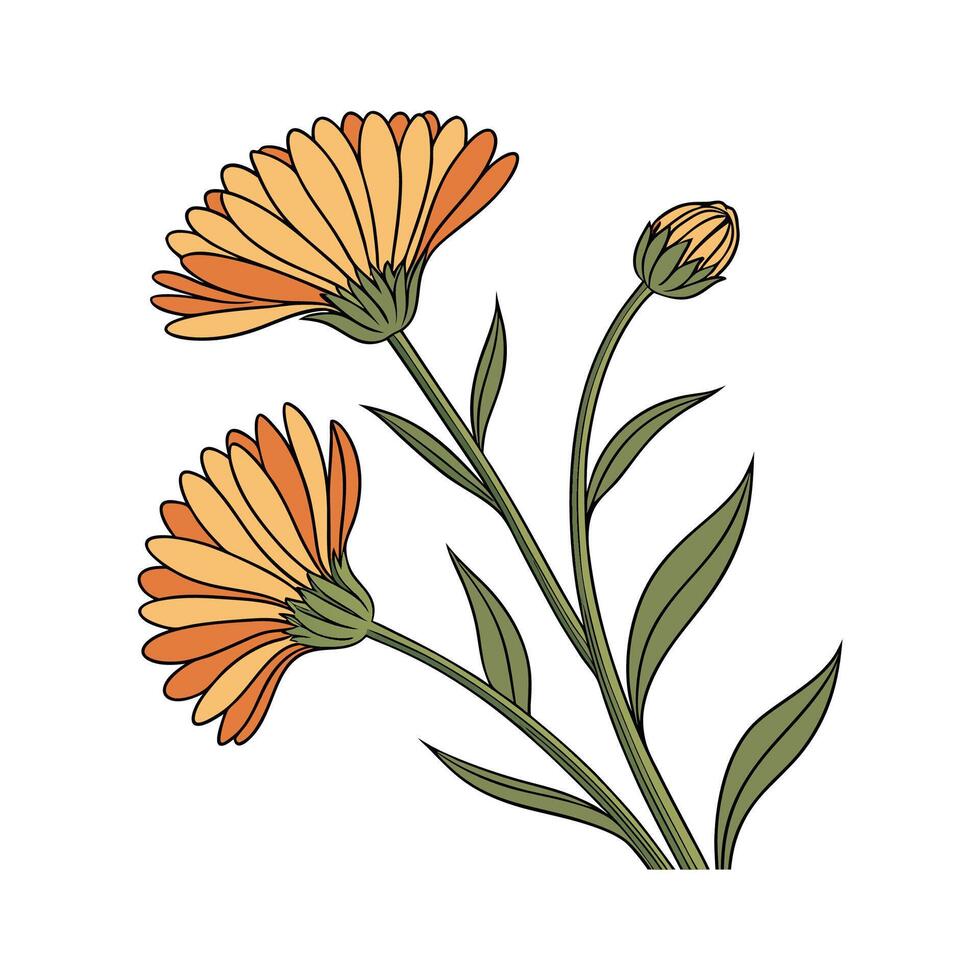 Calendula Flower Bright Design vector