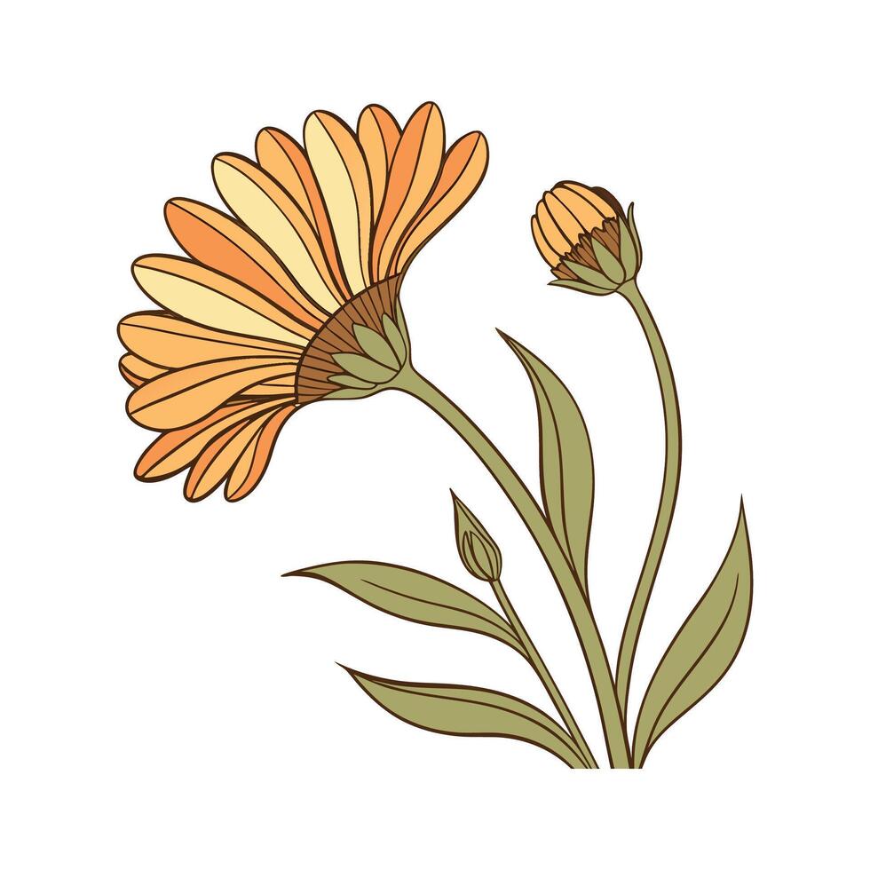 Charming Calendula Flower on White vector