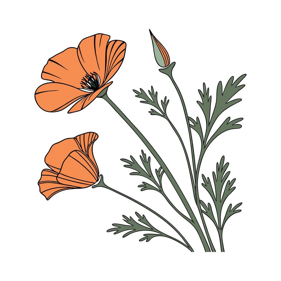 Charming California Poppy on Clean White vector