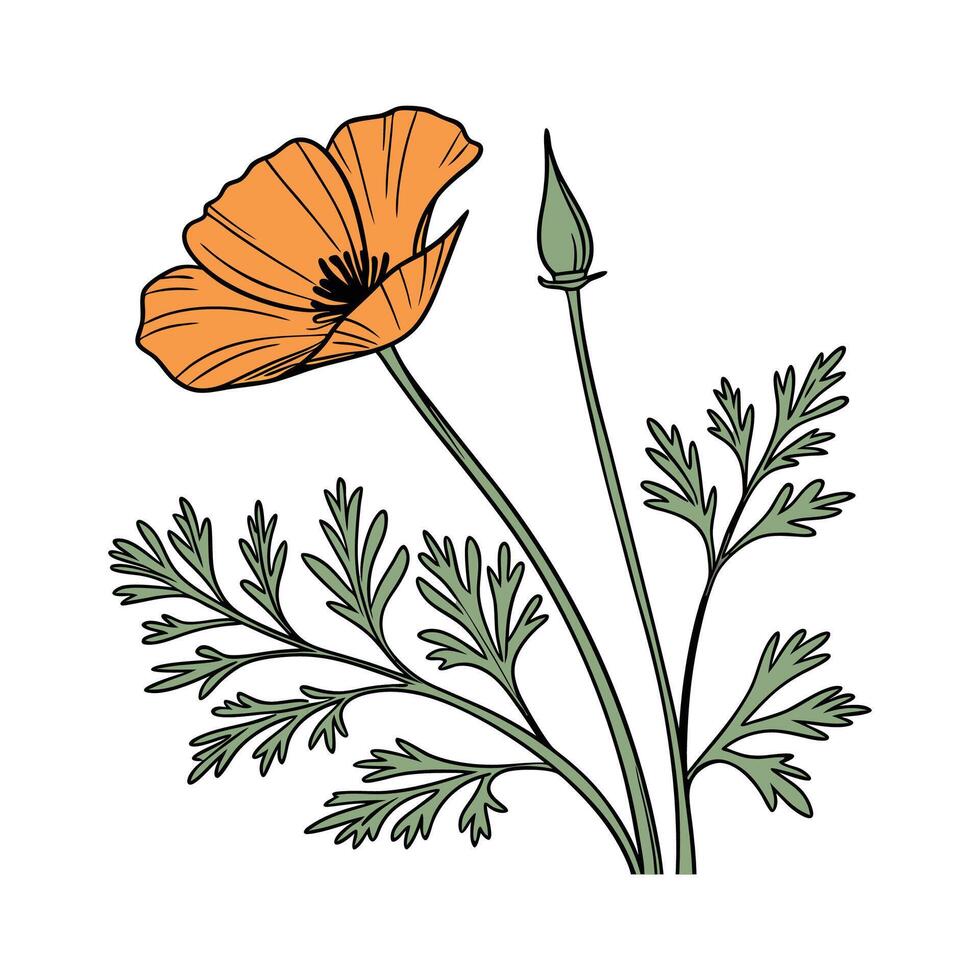 Elegant California Poppy on White vector