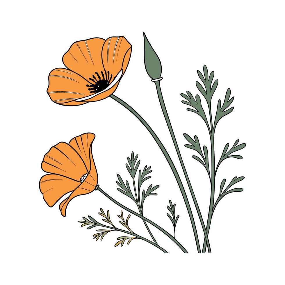Stylish California Poppy on White vector