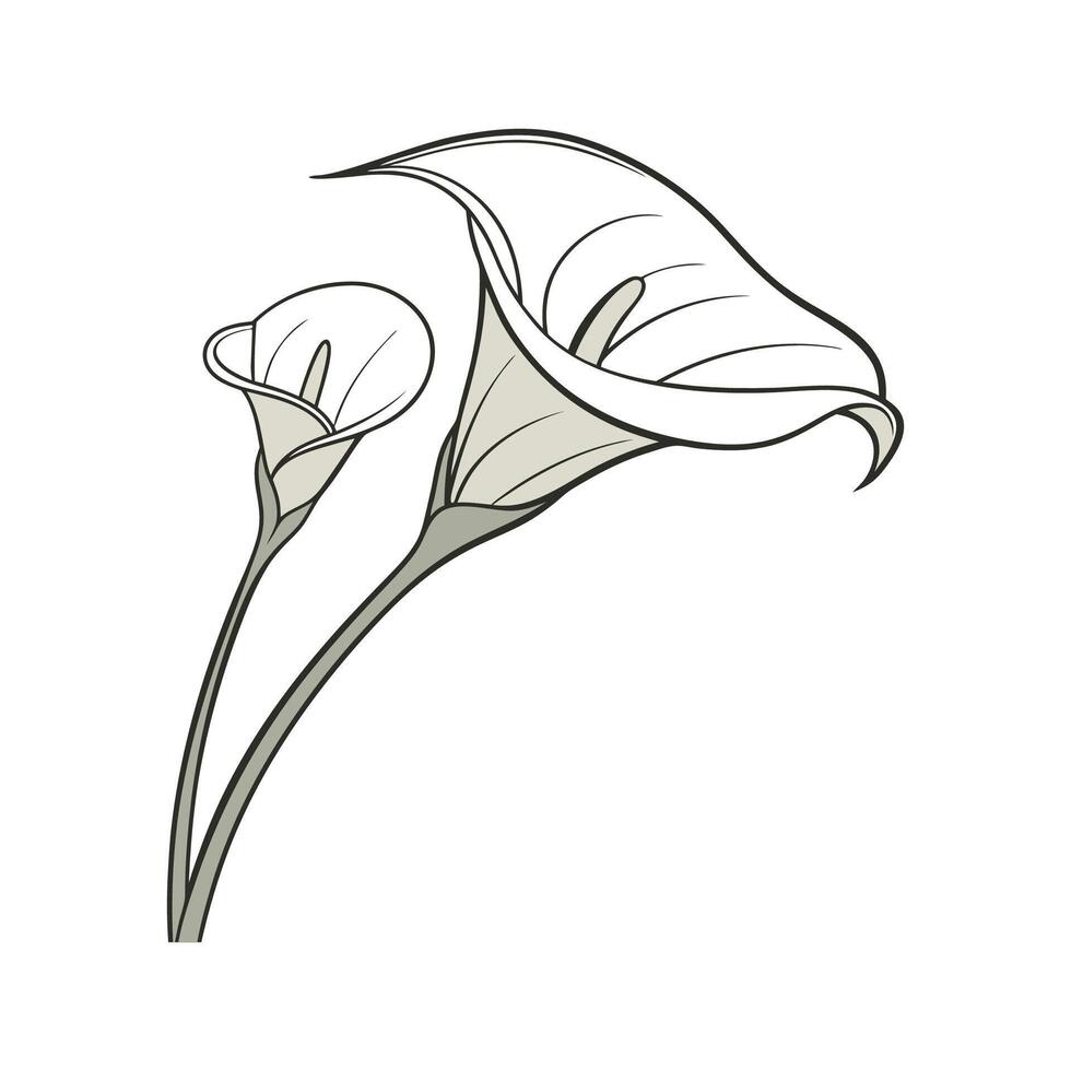 Unique Calla Lily Flower Design vector