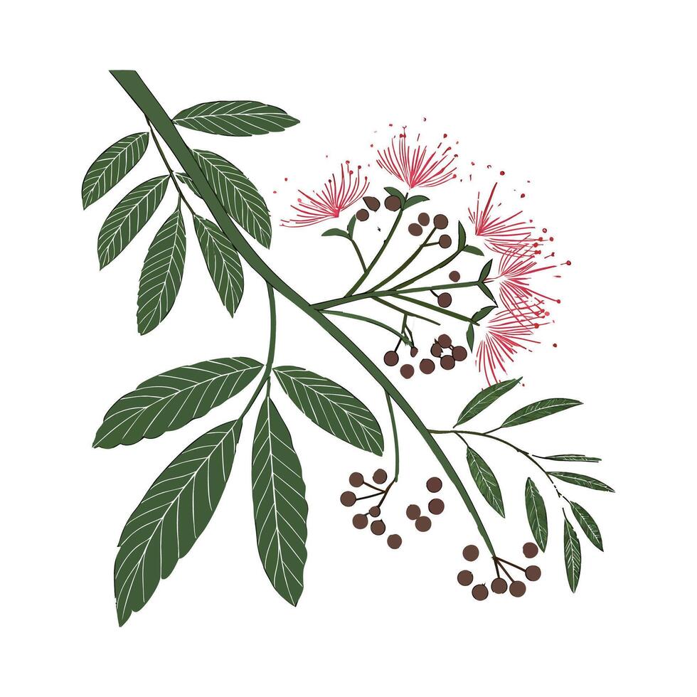 Charming Calliandra on Clean White vector
