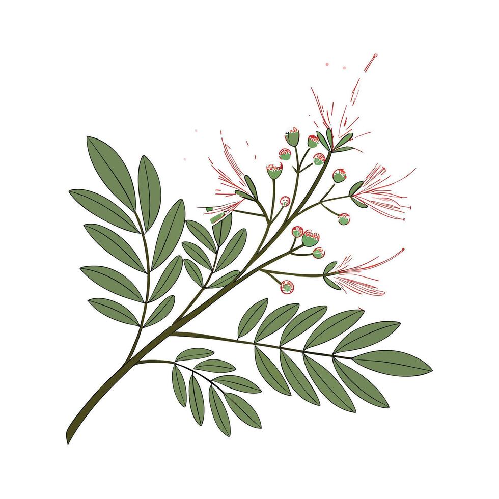 Elegant Calliandra on White vector