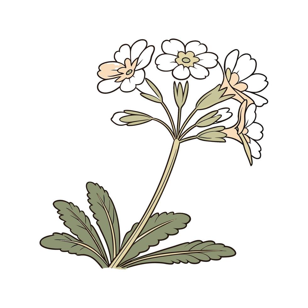 Charming Candelabra Primrose on Clean White vector
