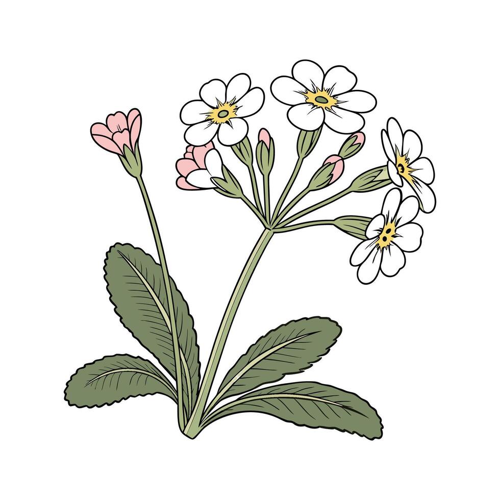 Elegant Candelabra Primrose on White vector