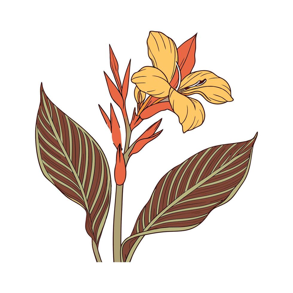 Elegant Canna Lily on White vector