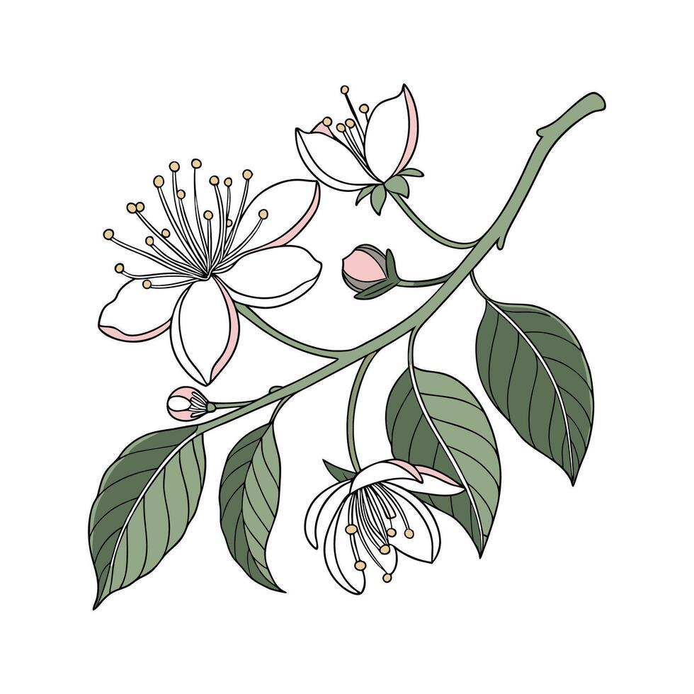 Capparis Flower Bright Design vector