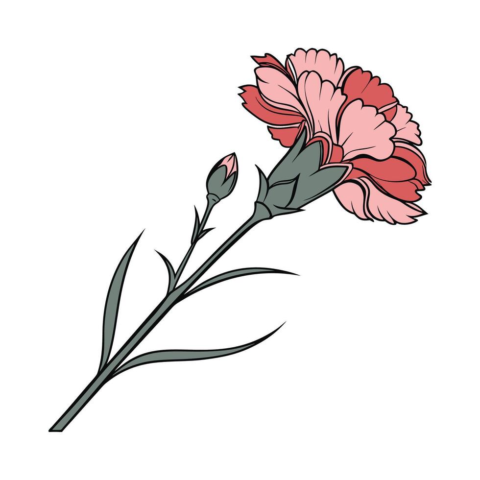 Elegant Carnation on White vector