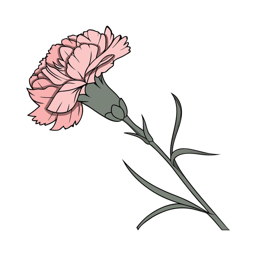 Unique Carnation Flower Presentation vector