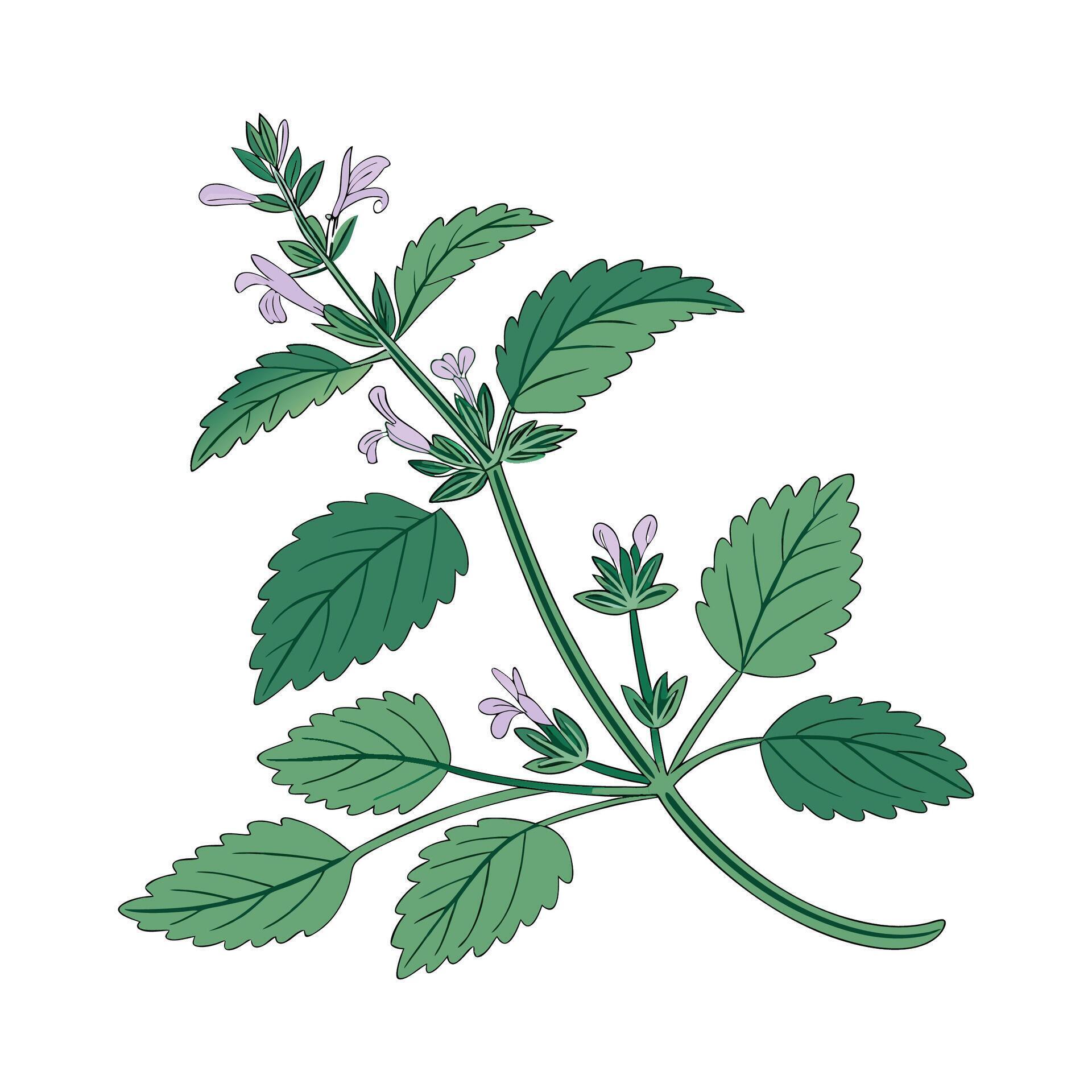 Catnip Flower Bright Design 57810601 Vector Art at Vecteezy