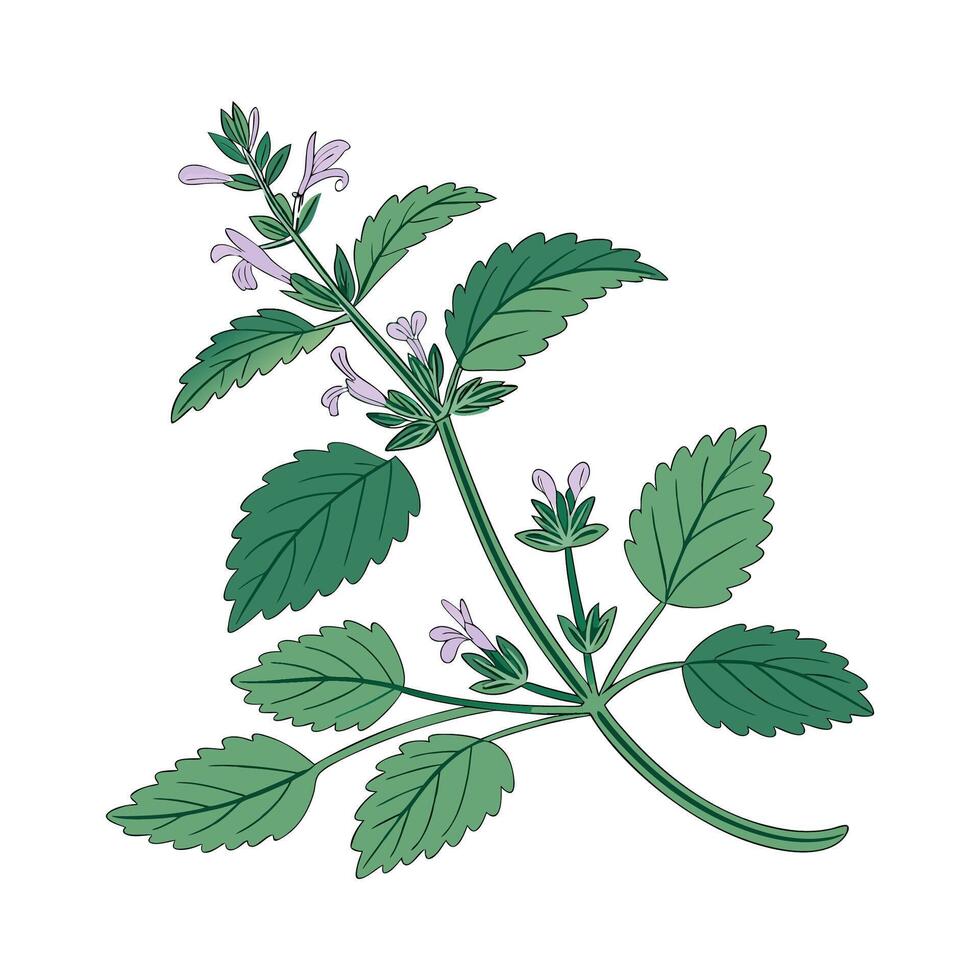 Catnip Flower Bright Design 57810601 Vector Art at Vecteezy