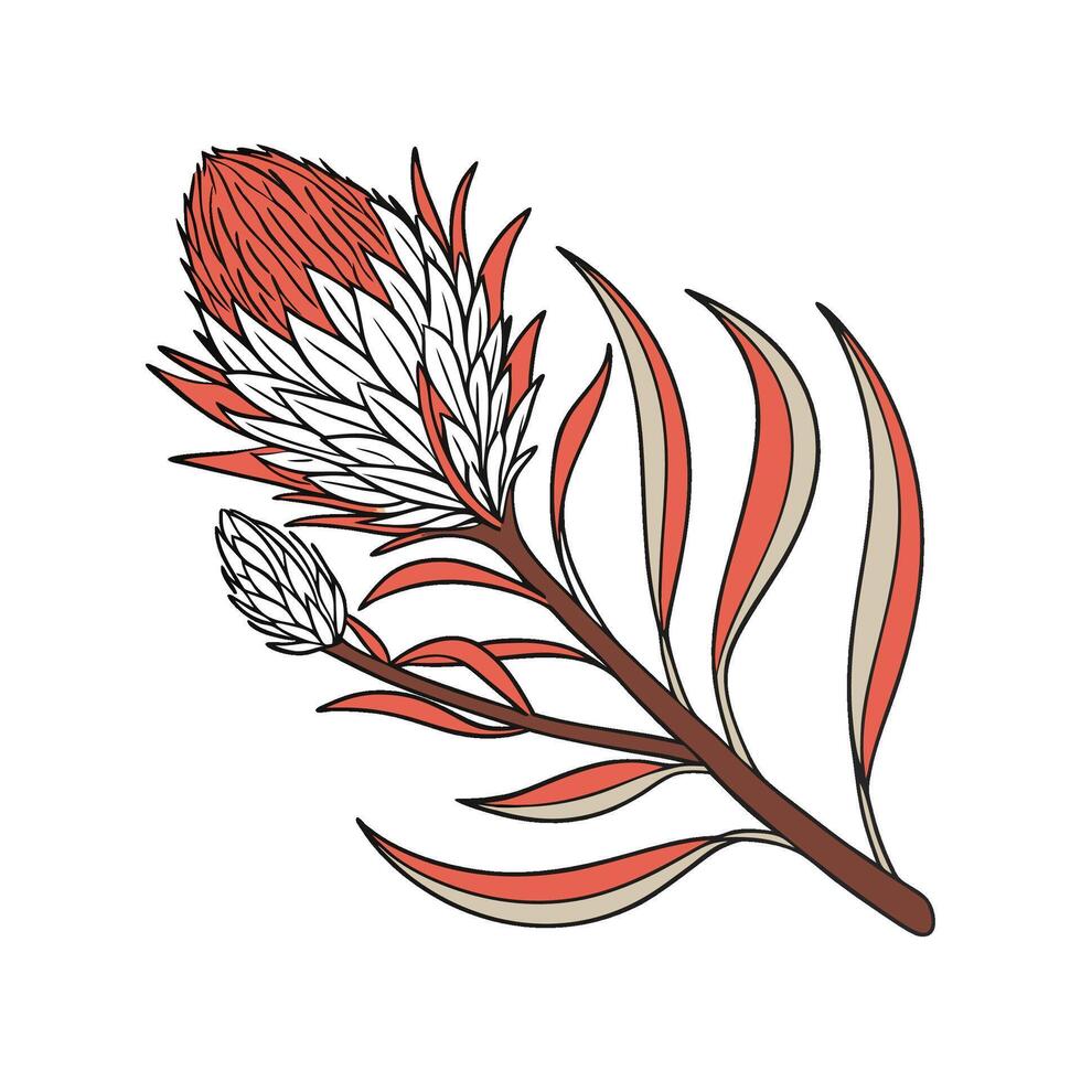 Charming Celosia on Clean White vector
