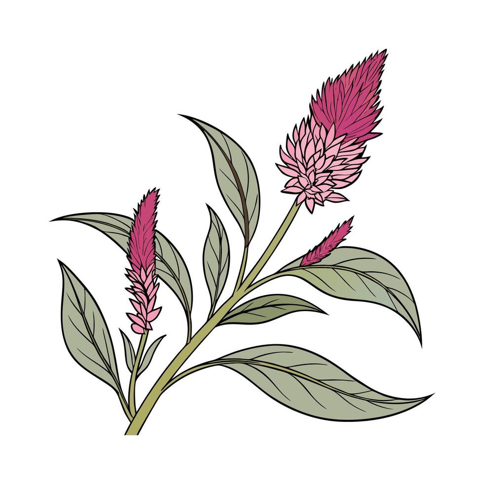 Stylish Celosia Flower Design vector