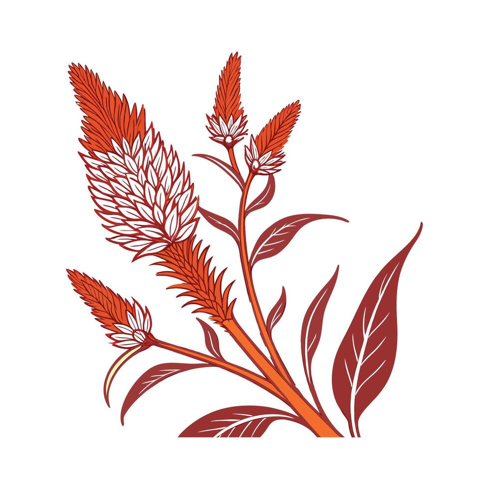 Celosia Bright Flower Design vector