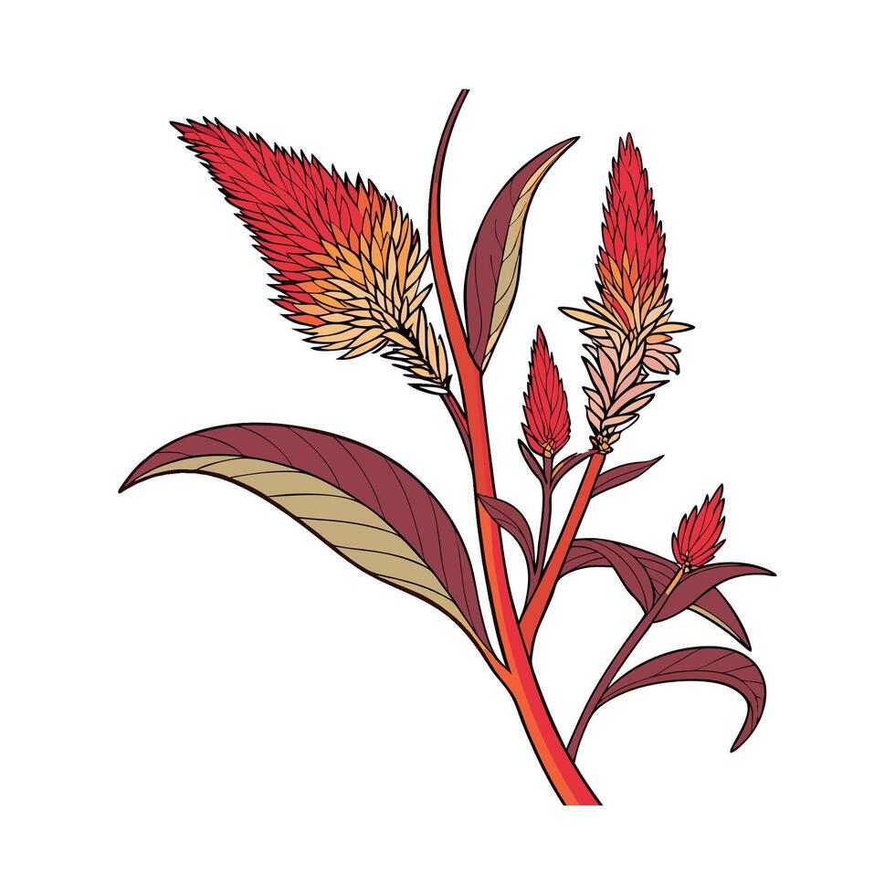 Elegant Celosia on White vector
