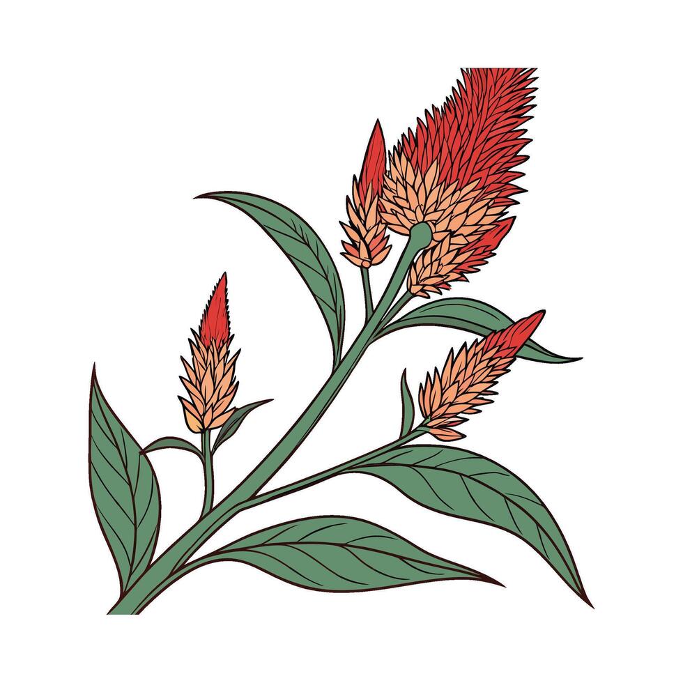 Elegant Celosia Flower on White vector