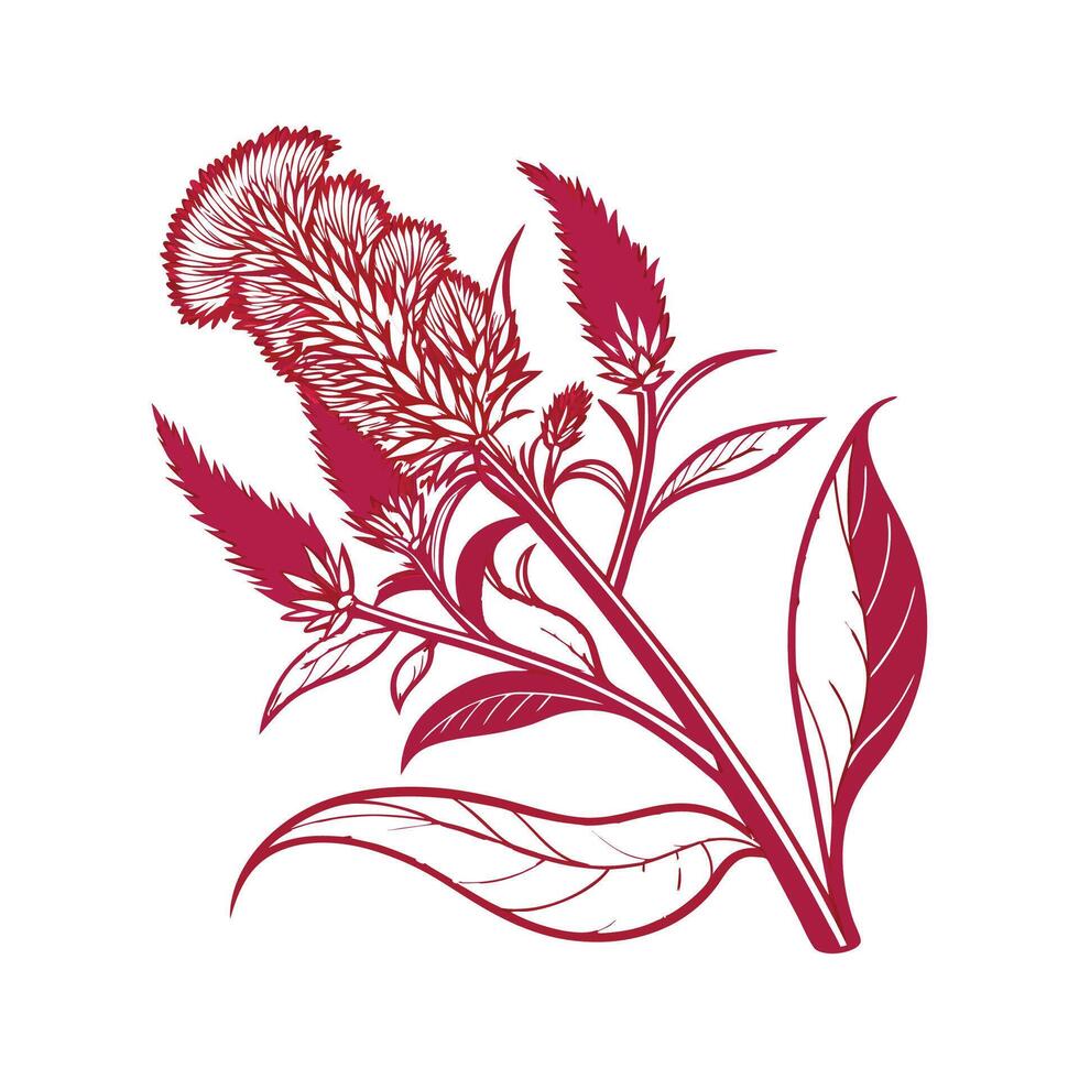Elegant Celosia Flower on White. vector