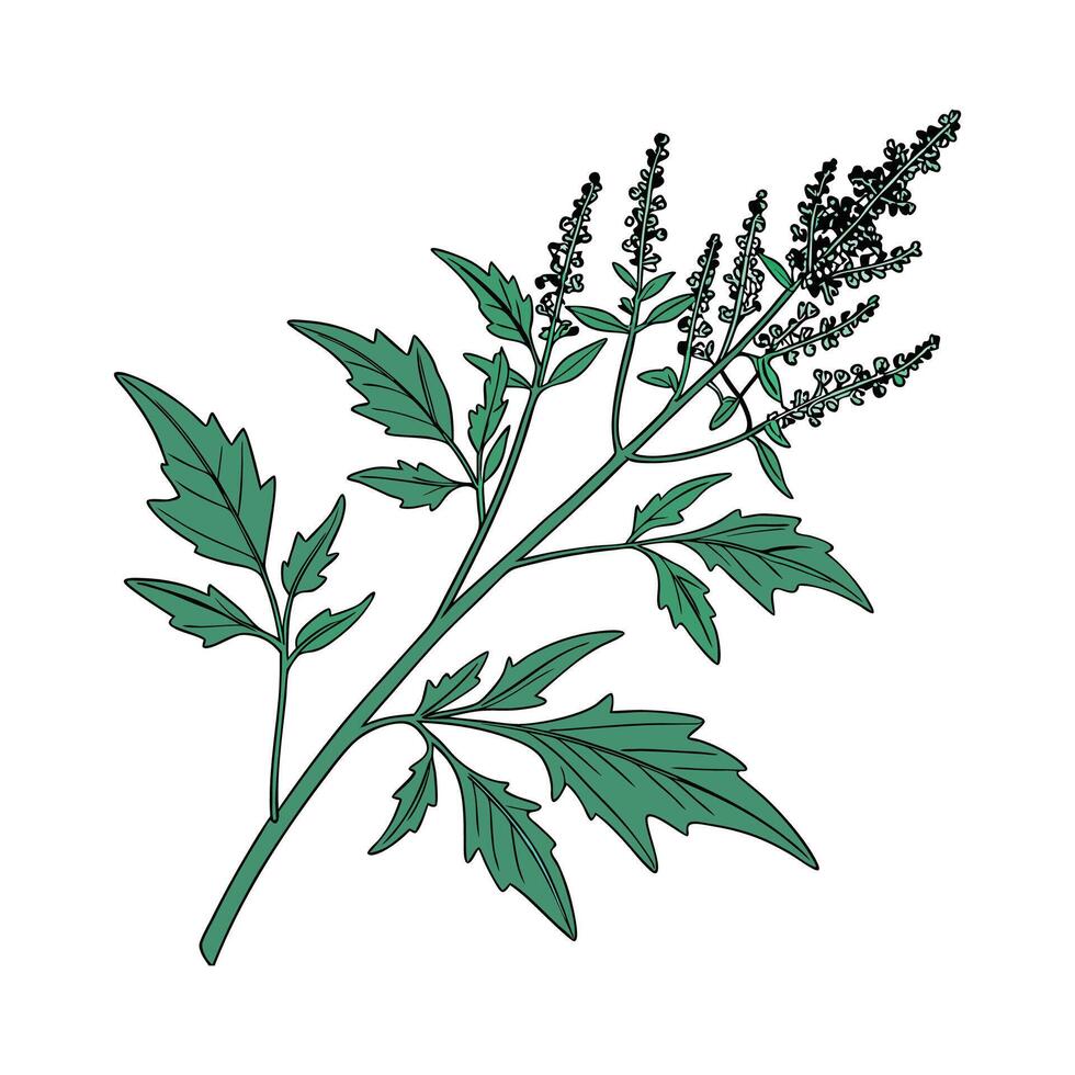 Chenopodium Flower Bright Design vector
