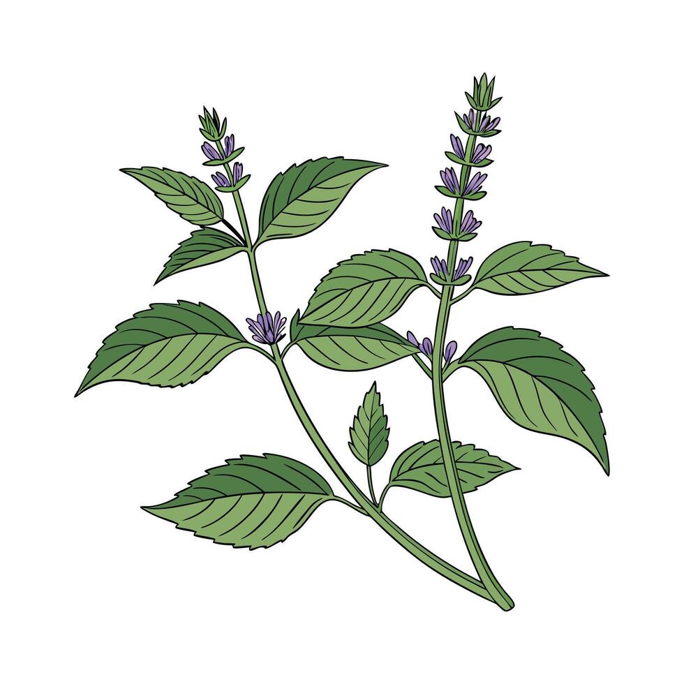 Elegant Chia Flower on White vector