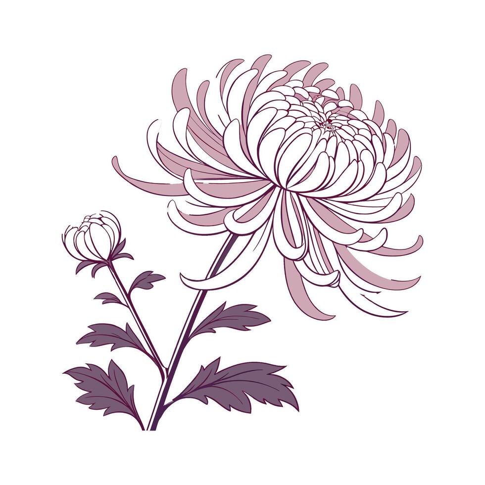 Elegant Chrysanthemum Morifolium on White vector
