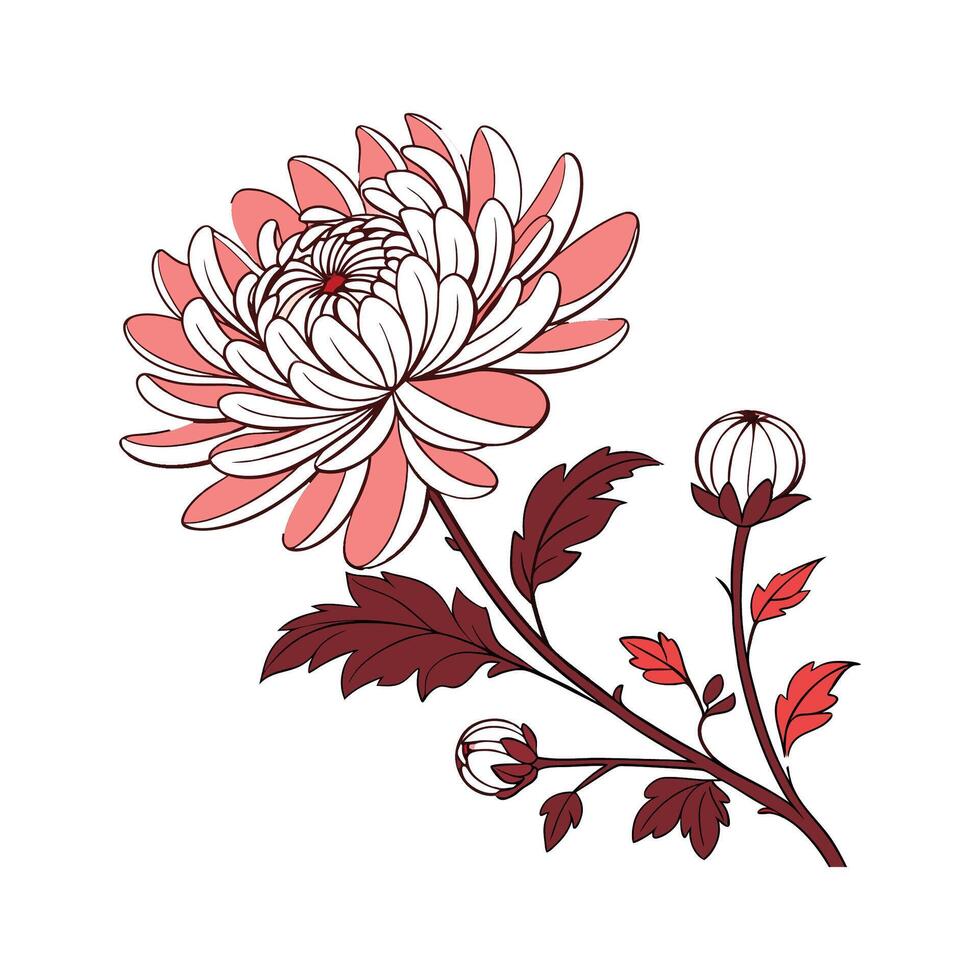 Charming Chrysanthemum on Clean White vector