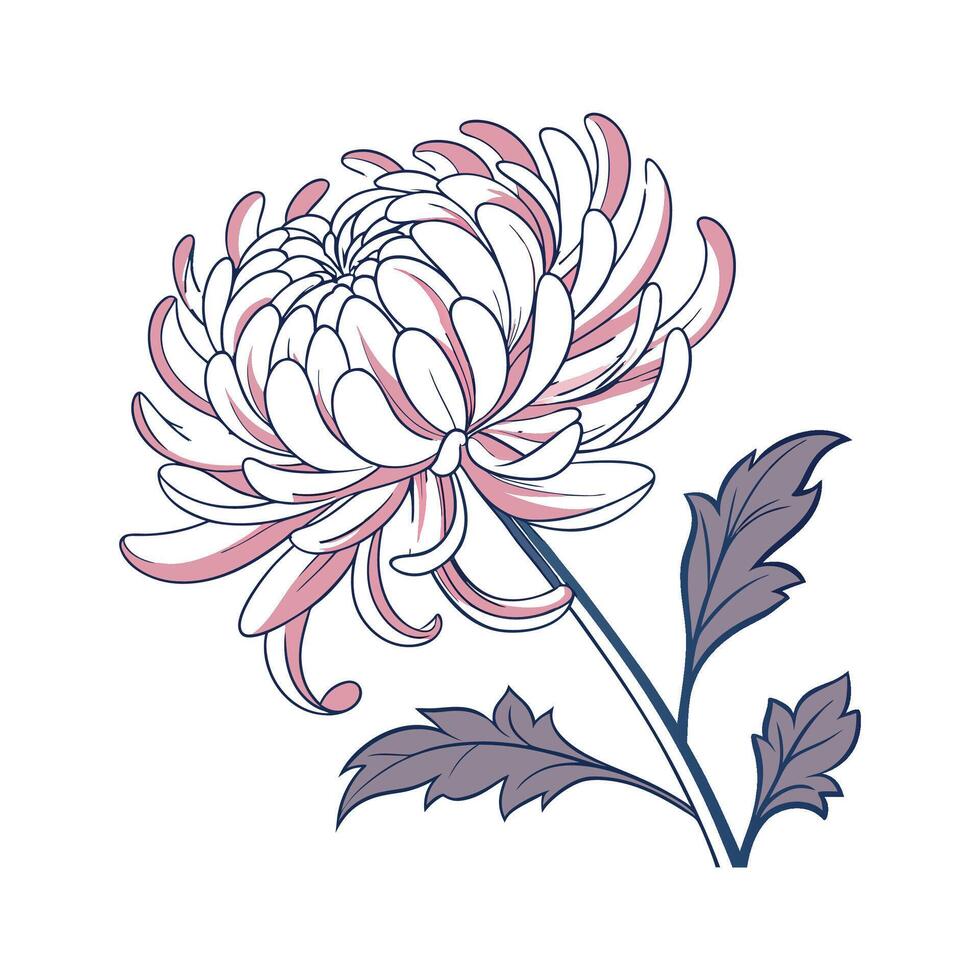 Unique Chrysanthemum Flower on White vector