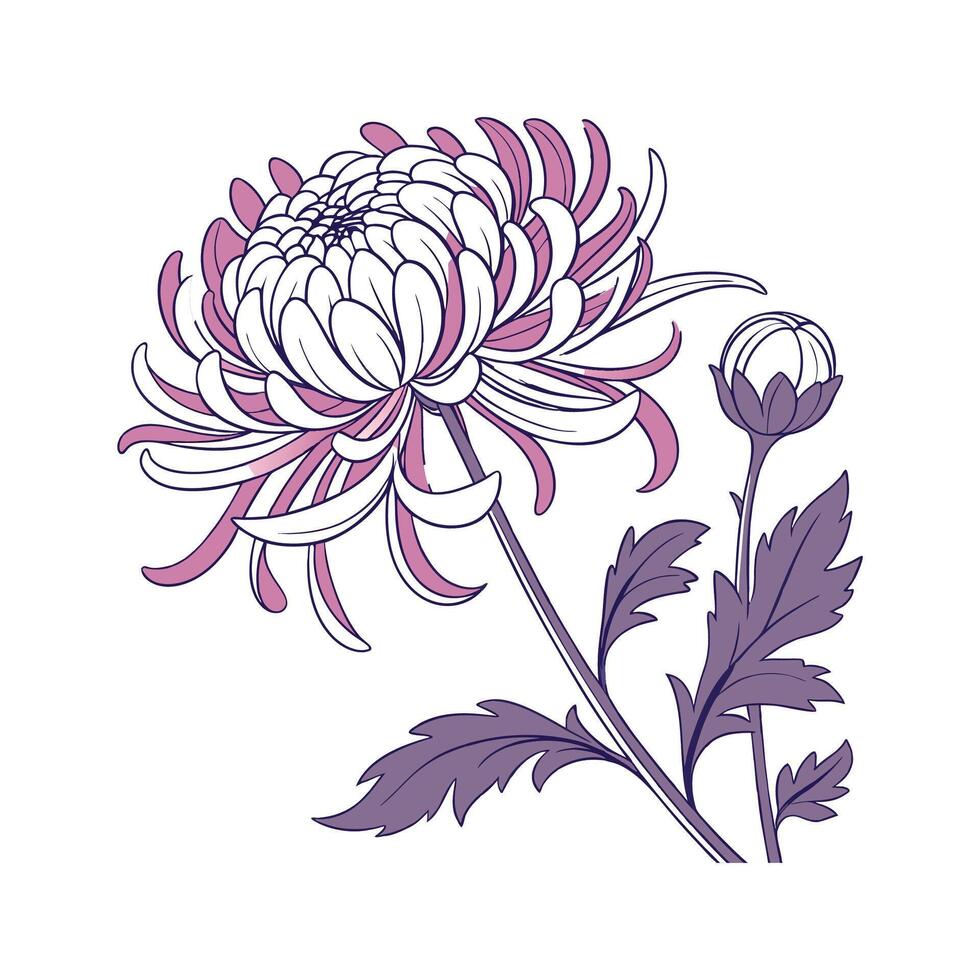 Elegant Chrysanthemum on White vector