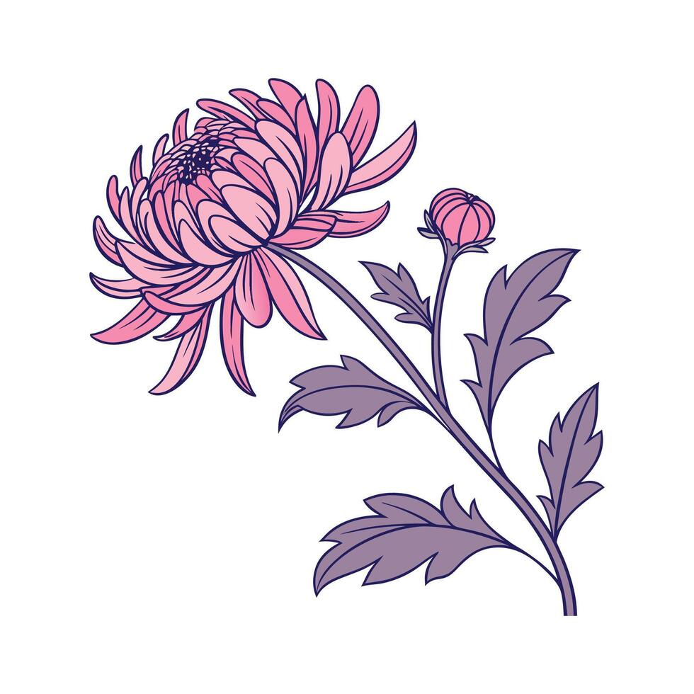 Charming Chrysanthemum on White vector