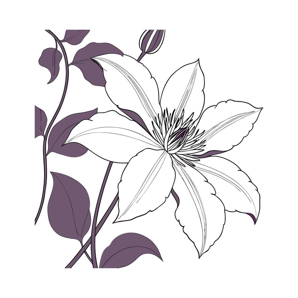 Elegant Clematis Flower on White. vector