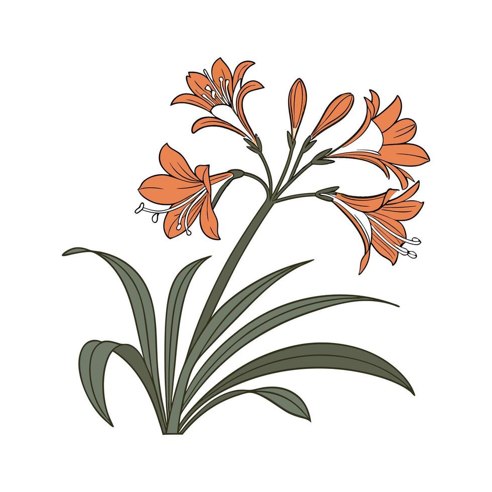 Elegant Clivia Flower on White vector