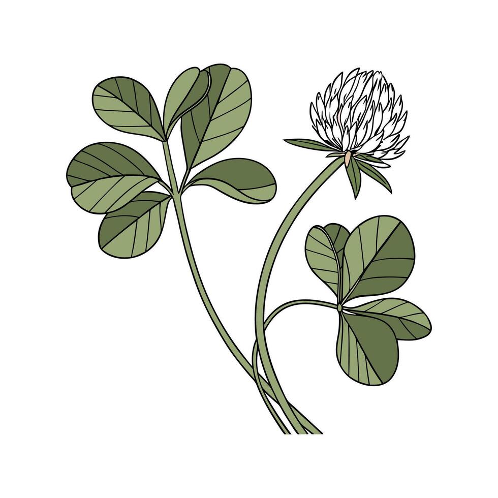 Elegant Clover Flower on White vector