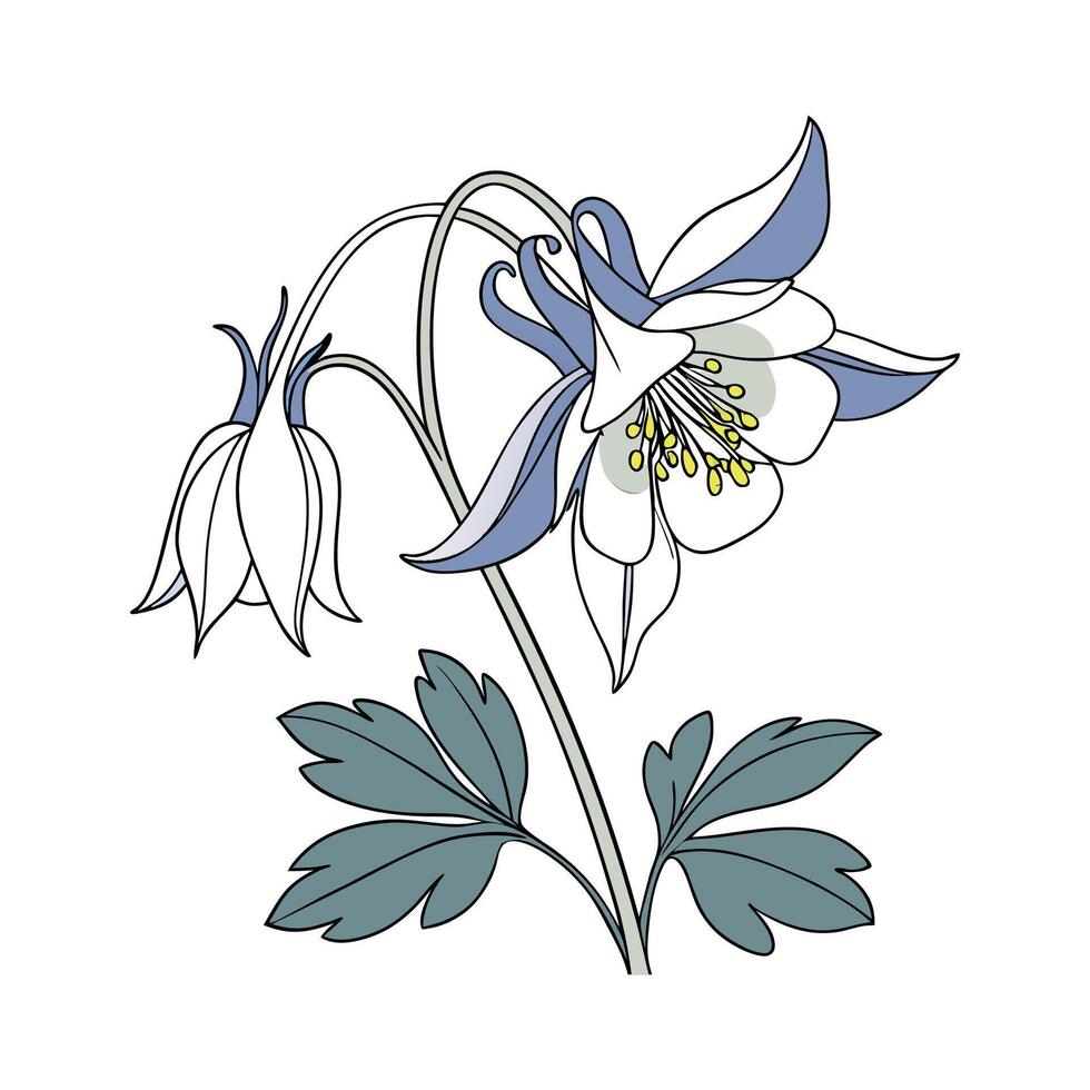 Columbine Flower Bright Design vector