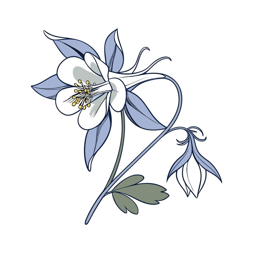 Elegant Columbine Flower on White vector