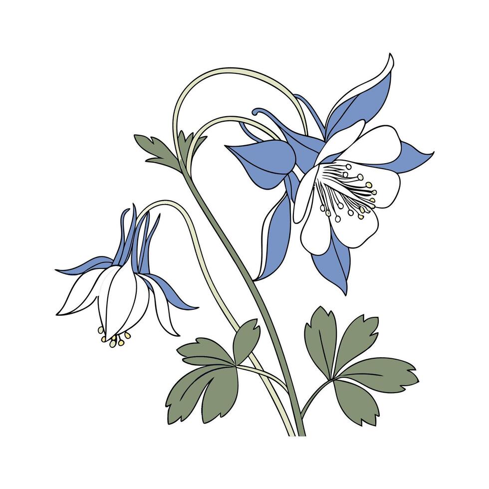 Stylish Columbine Flower Design vector