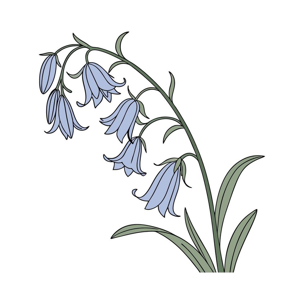 Elegant Common Bluebell on White vector